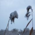Schilf im Schnee (tn_100_4040.jpg) Zeesner See im Landkreis Dahme Spreewald